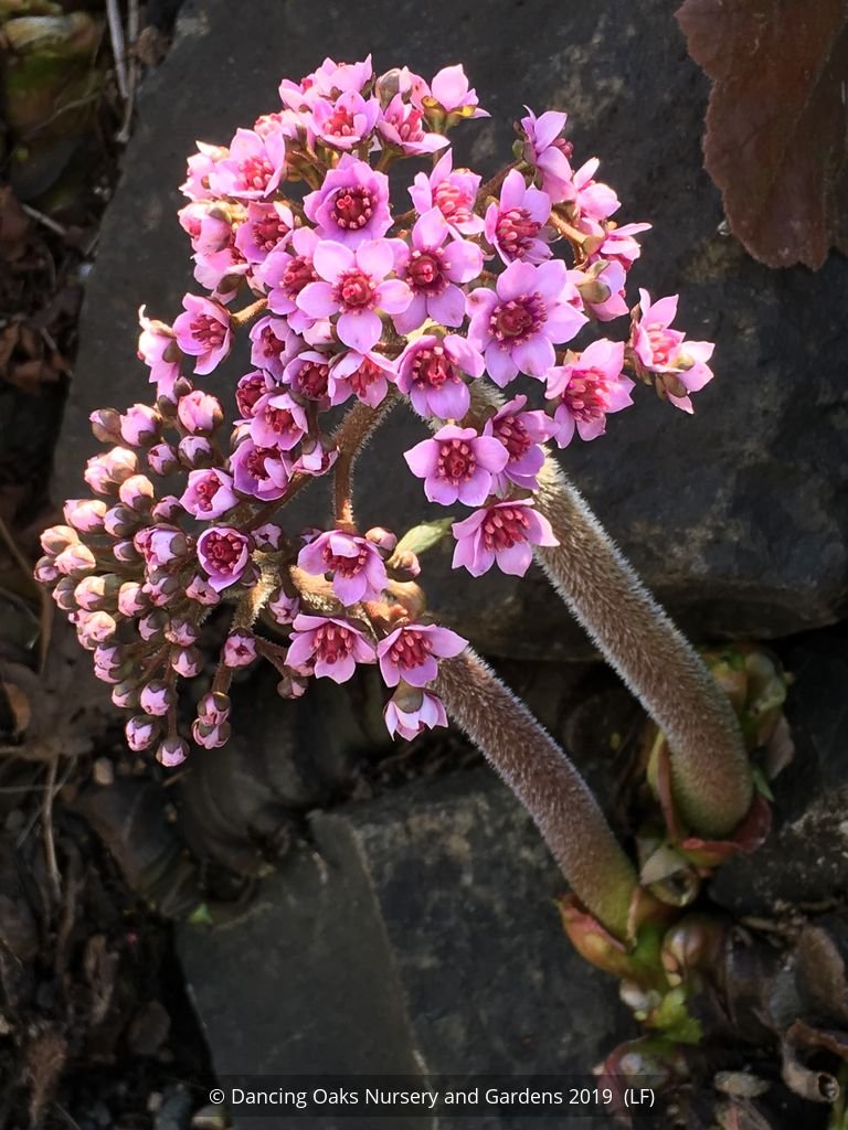 Perennials ~ Darmera peltata, Indian Rhubarb ~ Dancing Oaks Nursery and Gardens ~ Retail Nursery ~ Mail Order Nursery