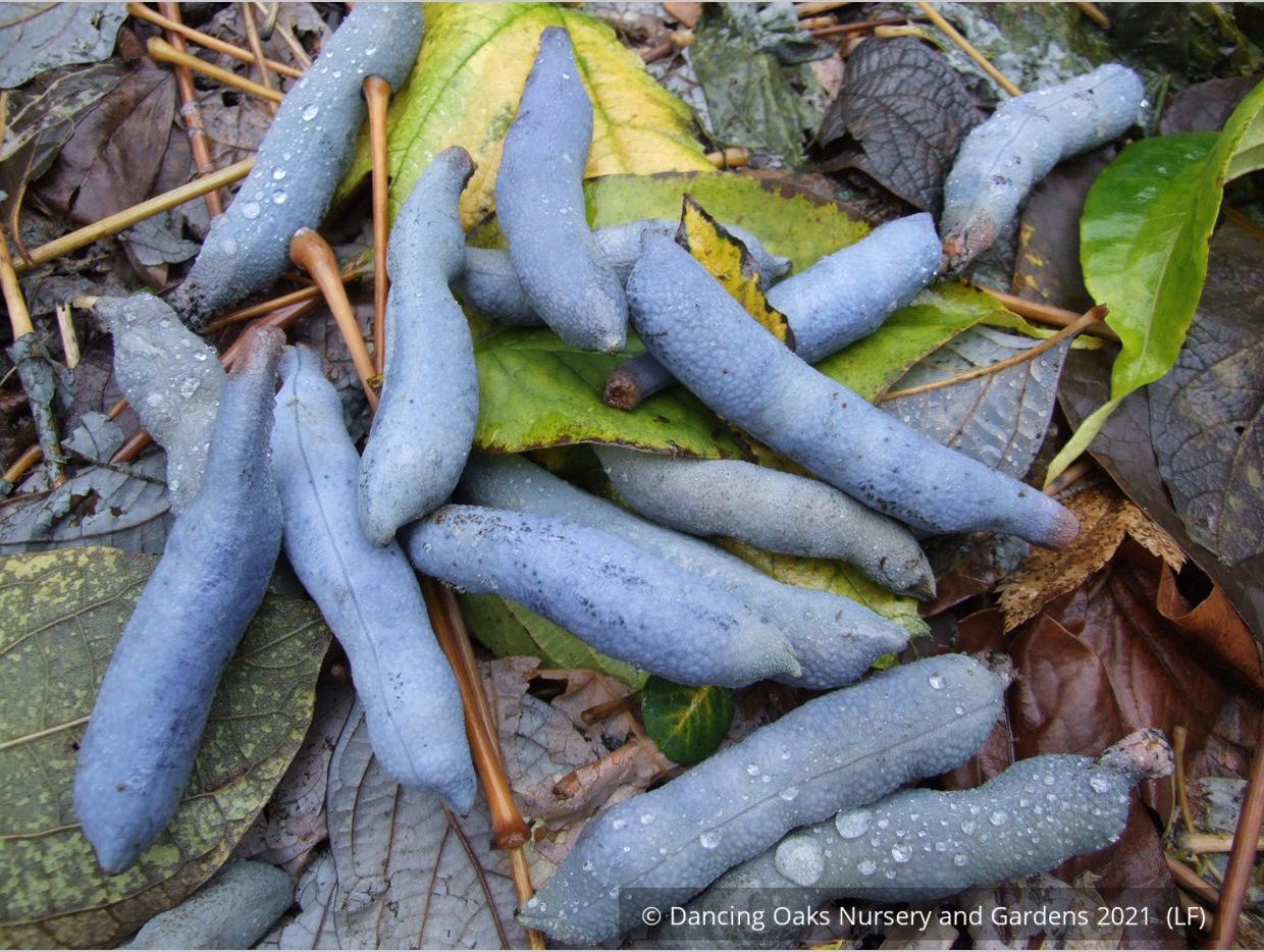 Shrubs ~ Decaisnea fargesii, Blue Bean Shrub ~ Dancing Oaks Nursery and Gardens ~ Retail Nursery ~ Mail Order Nursery