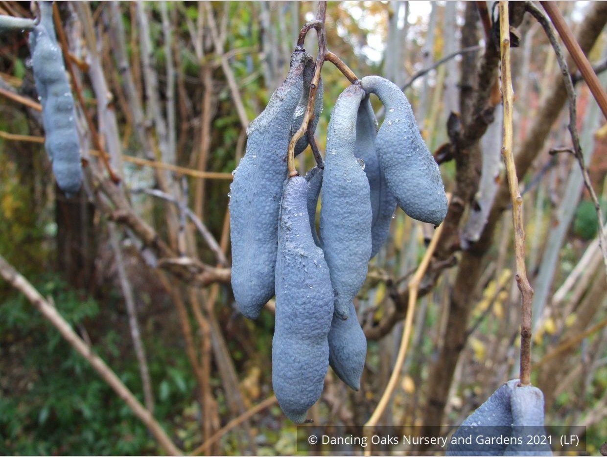 Shrubs ~ Decaisnea fargesii, Blue Bean Shrub ~ Dancing Oaks Nursery and Gardens ~ Retail Nursery ~ Mail Order Nursery