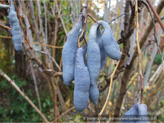Shrubs ~ Decaisnea fargesii, Blue Bean Shrub ~ Dancing Oaks Nursery and Gardens ~ Retail Nursery ~ Mail Order Nursery