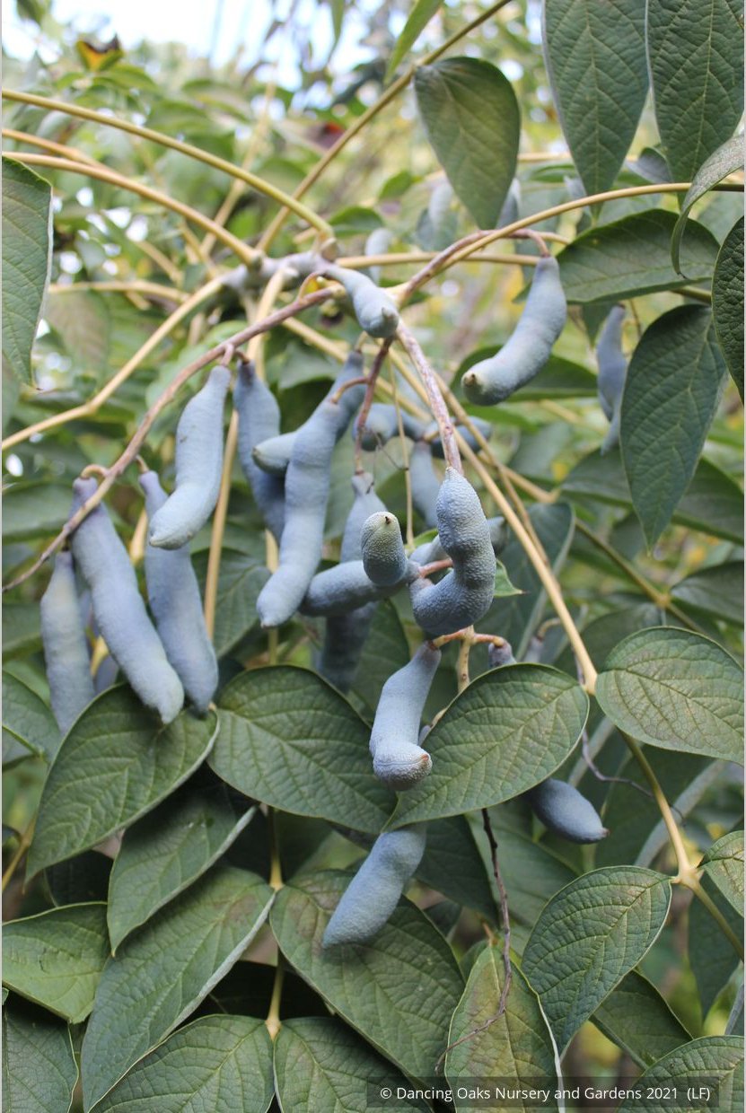 Shrubs ~ Decaisnea fargesii, Blue Bean Shrub ~ Dancing Oaks Nursery and Gardens ~ Retail Nursery ~ Mail Order Nursery