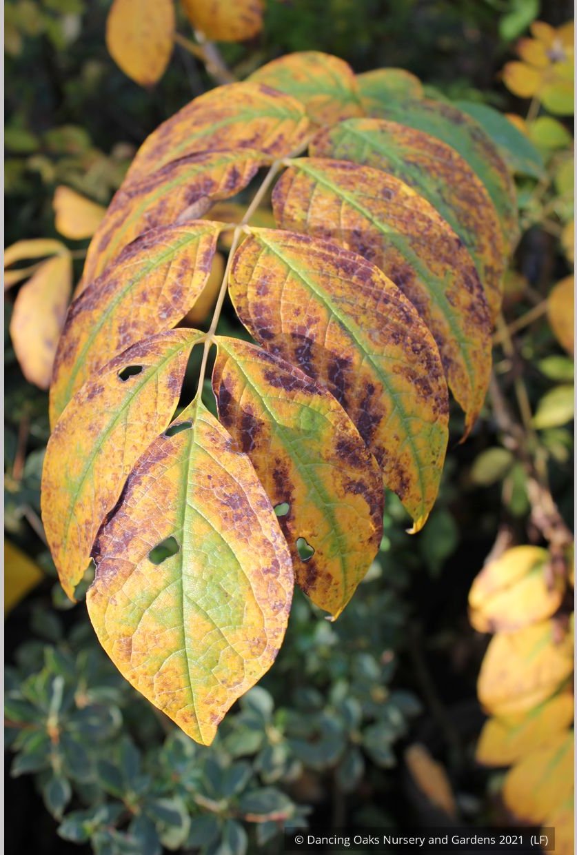 Shrubs ~ Decaisnea fargesii, Blue Bean Shrub ~ Dancing Oaks Nursery and Gardens ~ Retail Nursery ~ Mail Order Nursery