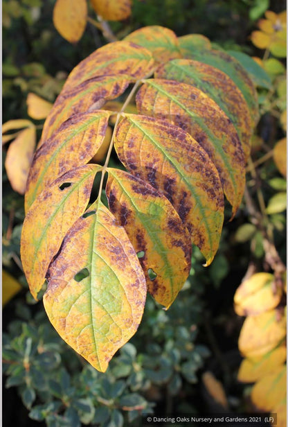 Shrubs ~ Decaisnea fargesii, Blue Bean Shrub ~ Dancing Oaks Nursery and Gardens ~ Retail Nursery ~ Mail Order Nursery