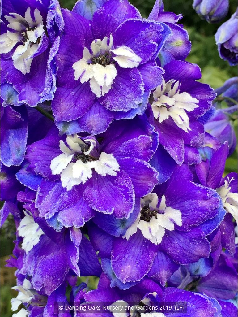 Perennials ~ Delphinium elata 'New Heights', Delphinium ~ Dancing Oaks Nursery and Gardens ~ Retail Nursery ~ Mail Order Nursery