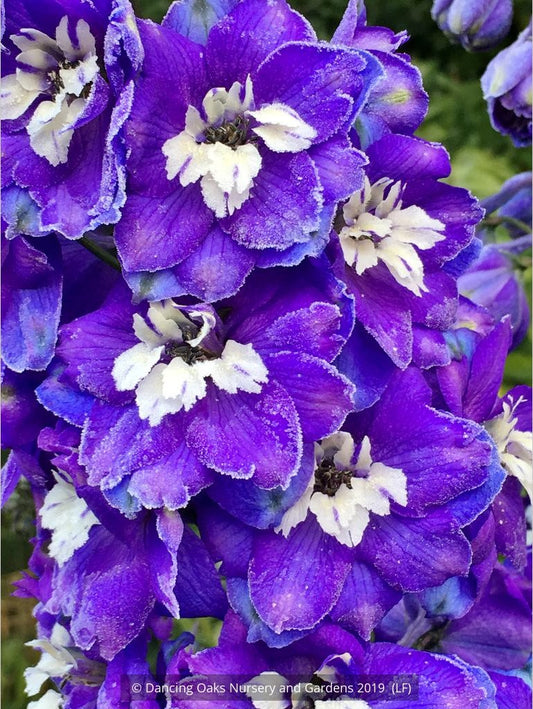 Perennials ~ Delphinium elata 'New Heights', Delphinium ~ Dancing Oaks Nursery and Gardens ~ Retail Nursery ~ Mail Order Nursery