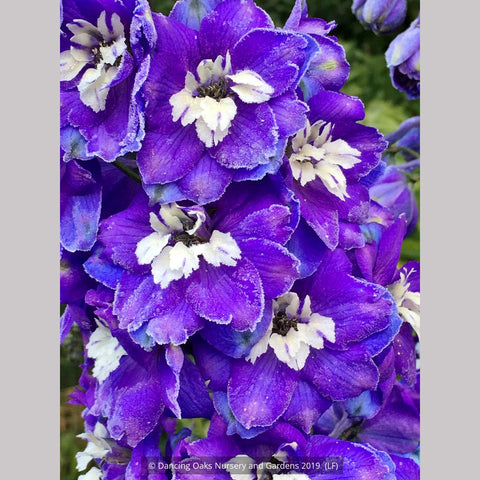 Perennials ~ Delphinium elata 'New Heights', Delphinium ~ Dancing Oaks Nursery and Gardens ~ Retail Nursery ~ Mail Order Nursery