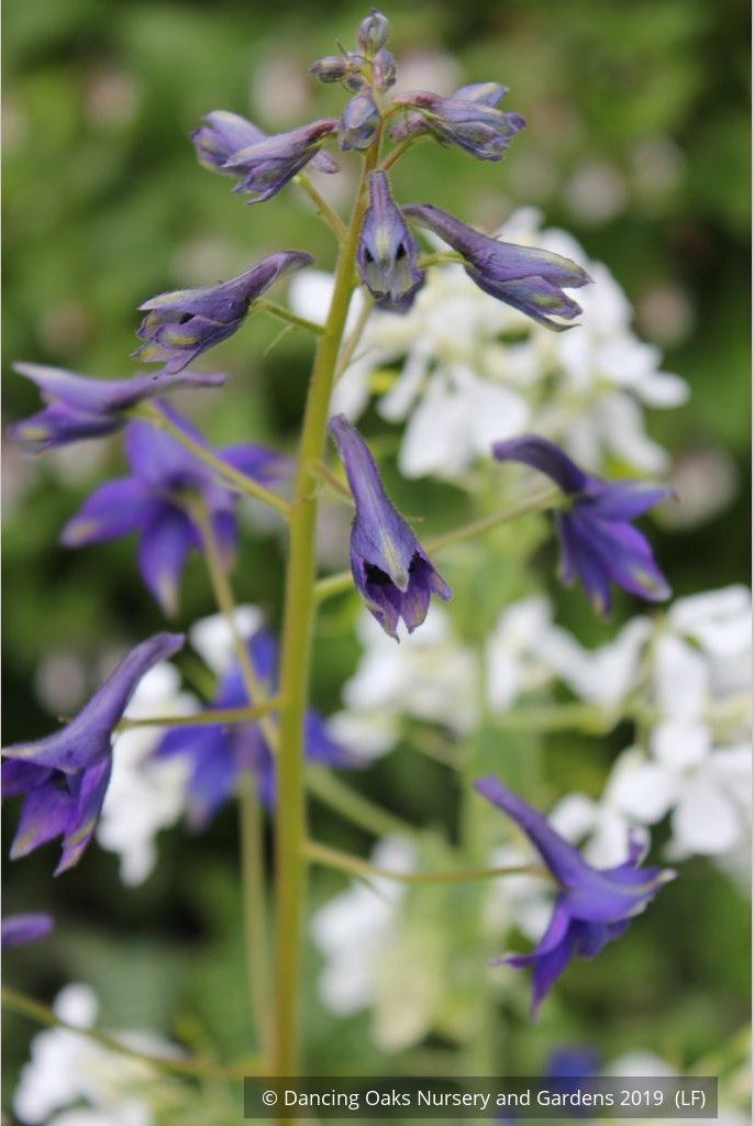 Perennials ~ Delphinium trolliifolium, Native Delphinium/Larkspur ~ Dancing Oaks Nursery and Gardens ~ Retail Nursery ~ Mail Order Nursery