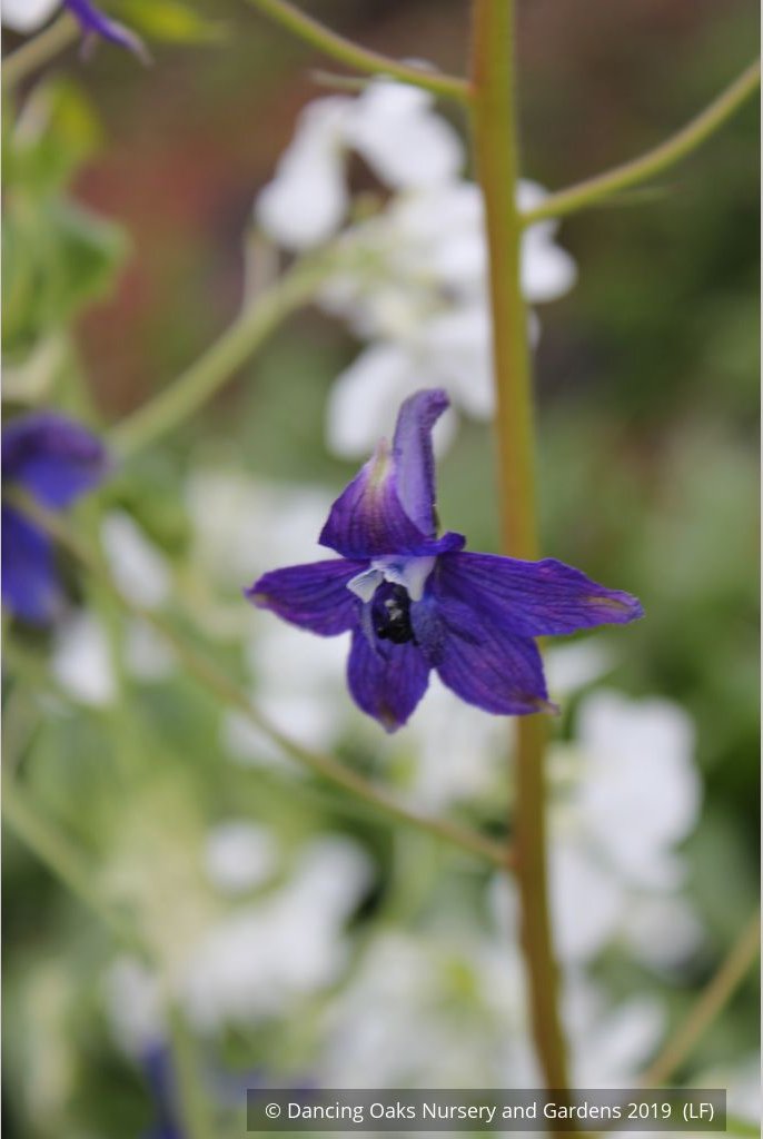 Perennials ~ Delphinium trolliifolium, Native Delphinium/Larkspur ~ Dancing Oaks Nursery and Gardens ~ Retail Nursery ~ Mail Order Nursery