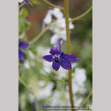 Perennials ~ Delphinium trolliifolium, Native Delphinium/Larkspur ~ Dancing Oaks Nursery and Gardens ~ Retail Nursery ~ Mail Order Nursery