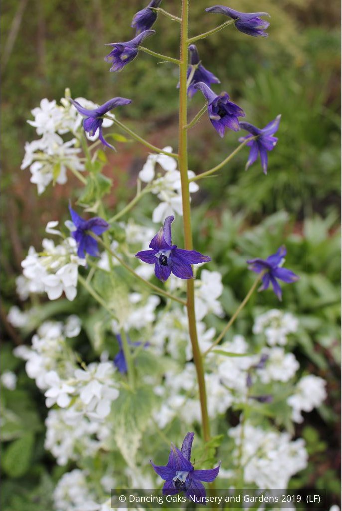 Perennials ~ Delphinium trolliifolium, Native Delphinium/Larkspur ~ Dancing Oaks Nursery and Gardens ~ Retail Nursery ~ Mail Order Nursery
