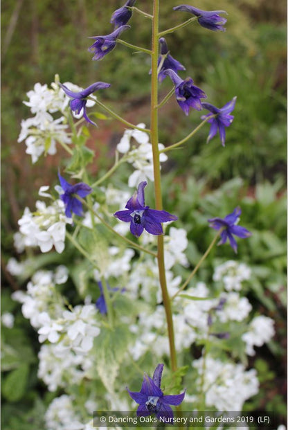 Perennials ~ Delphinium trolliifolium, Native Delphinium/Larkspur ~ Dancing Oaks Nursery and Gardens ~ Retail Nursery ~ Mail Order Nursery