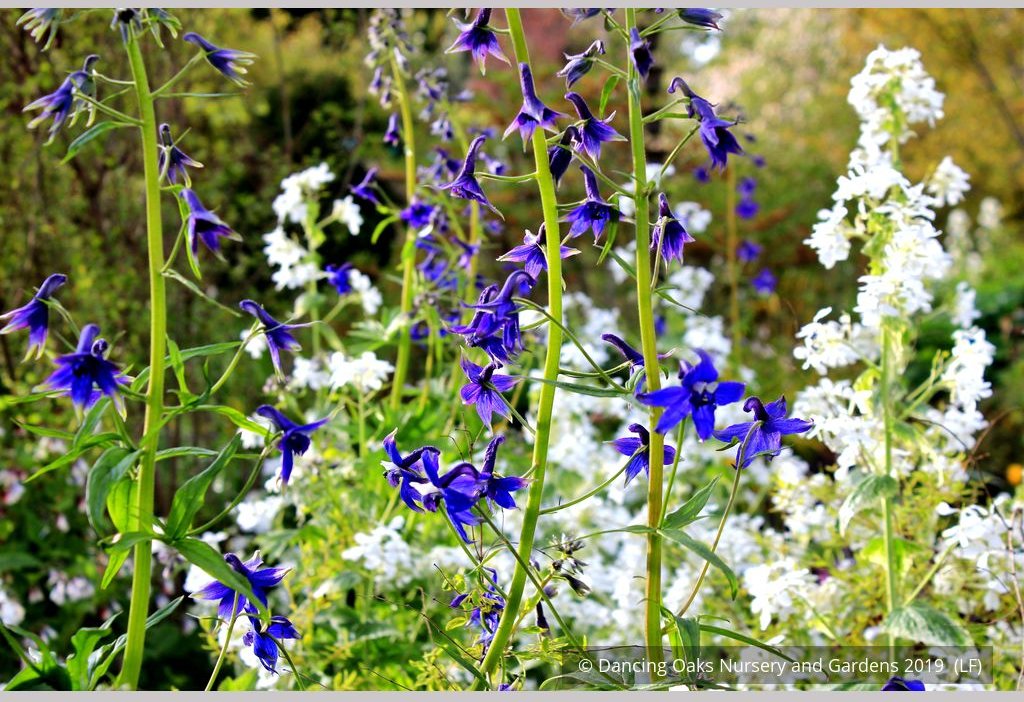 Perennials ~ Delphinium trolliifolium, Native Delphinium/Larkspur ~ Dancing Oaks Nursery and Gardens ~ Retail Nursery ~ Mail Order Nursery