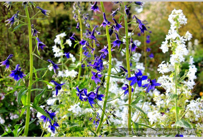 Perennials ~ Delphinium trolliifolium, Native Delphinium/Larkspur ~ Dancing Oaks Nursery and Gardens ~ Retail Nursery ~ Mail Order Nursery