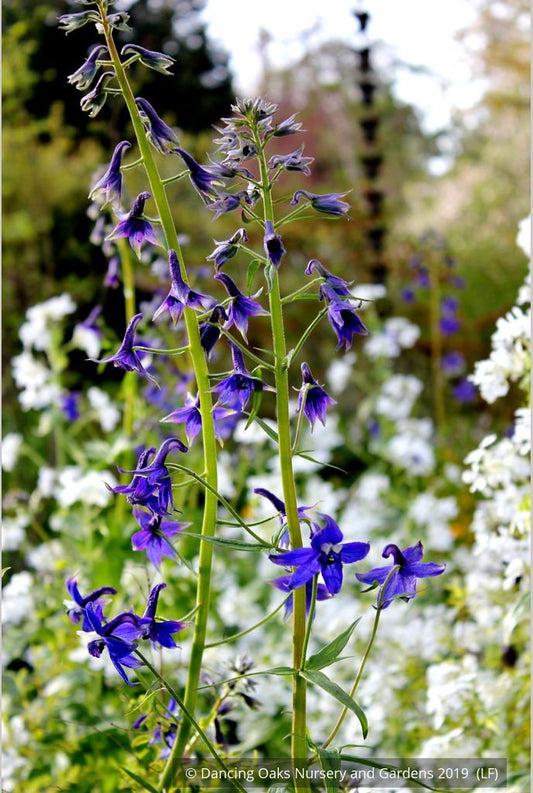 Perennials ~ Delphinium trolliifolium, Native Delphinium/Larkspur ~ Dancing Oaks Nursery and Gardens ~ Retail Nursery ~ Mail Order Nursery