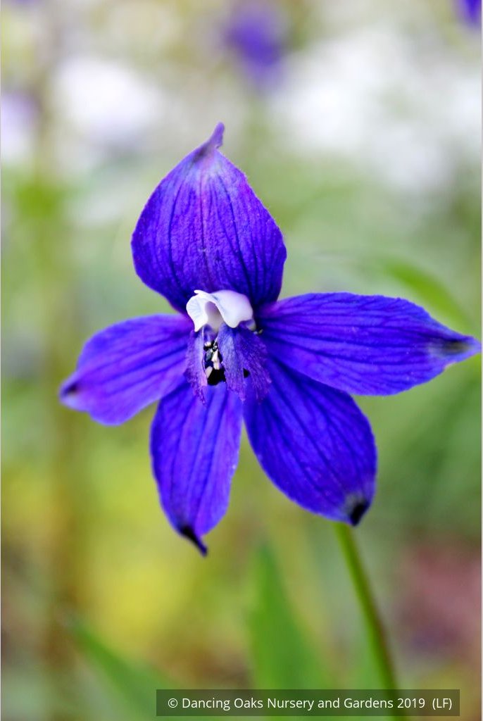 Perennials ~ Delphinium trolliifolium, Native Delphinium/Larkspur ~ Dancing Oaks Nursery and Gardens ~ Retail Nursery ~ Mail Order Nursery