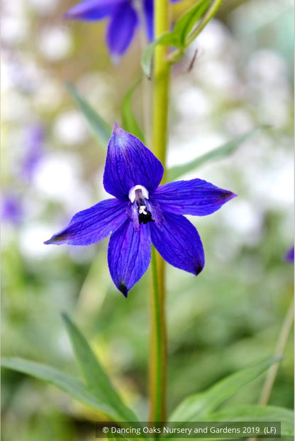 Perennials ~ Delphinium trolliifolium, Native Delphinium/Larkspur ~ Dancing Oaks Nursery and Gardens ~ Retail Nursery ~ Mail Order Nursery
