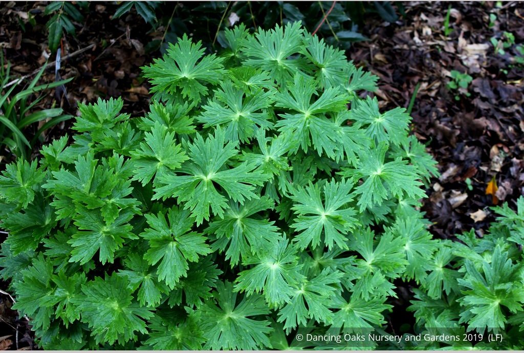 Perennials ~ Delphinium trolliifolium, Native Delphinium/Larkspur ~ Dancing Oaks Nursery and Gardens ~ Retail Nursery ~ Mail Order Nursery