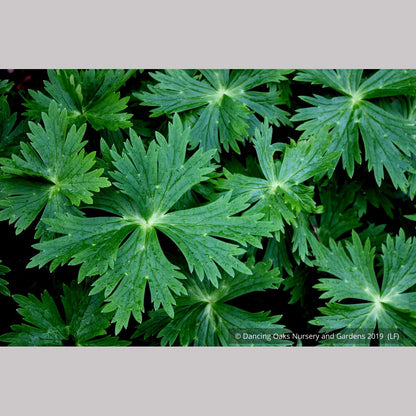 Perennials ~ Delphinium trolliifolium, Native Delphinium/Larkspur ~ Dancing Oaks Nursery and Gardens ~ Retail Nursery ~ Mail Order Nursery