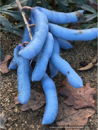 Decaisnea fargesii, Blue Bean Shrub
