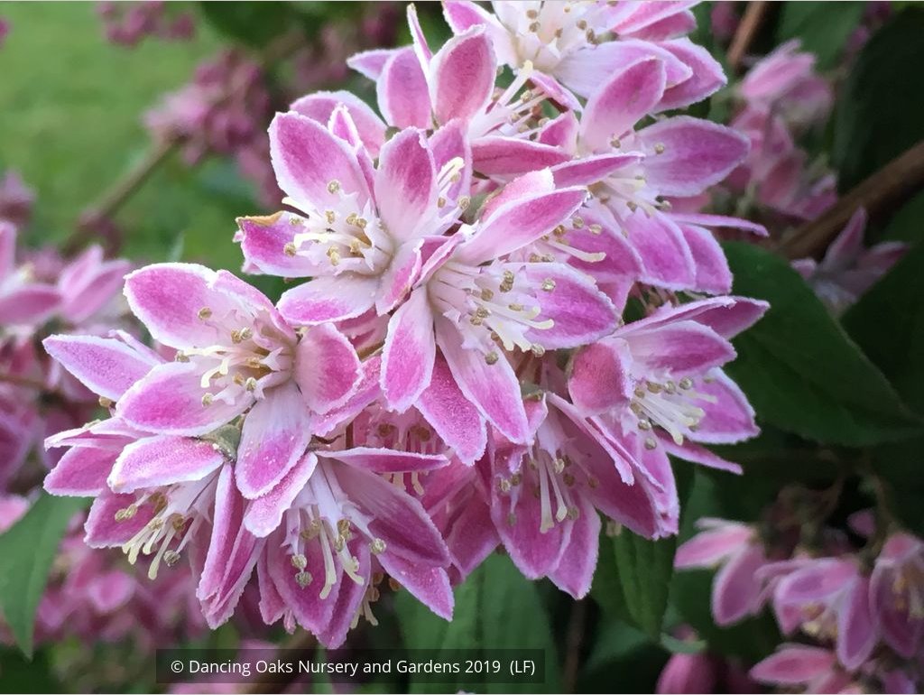 Shrubs ~ Deutzia 'Magicien' ~ Dancing Oaks Nursery and Gardens ~ Retail Nursery ~ Mail Order Nursery