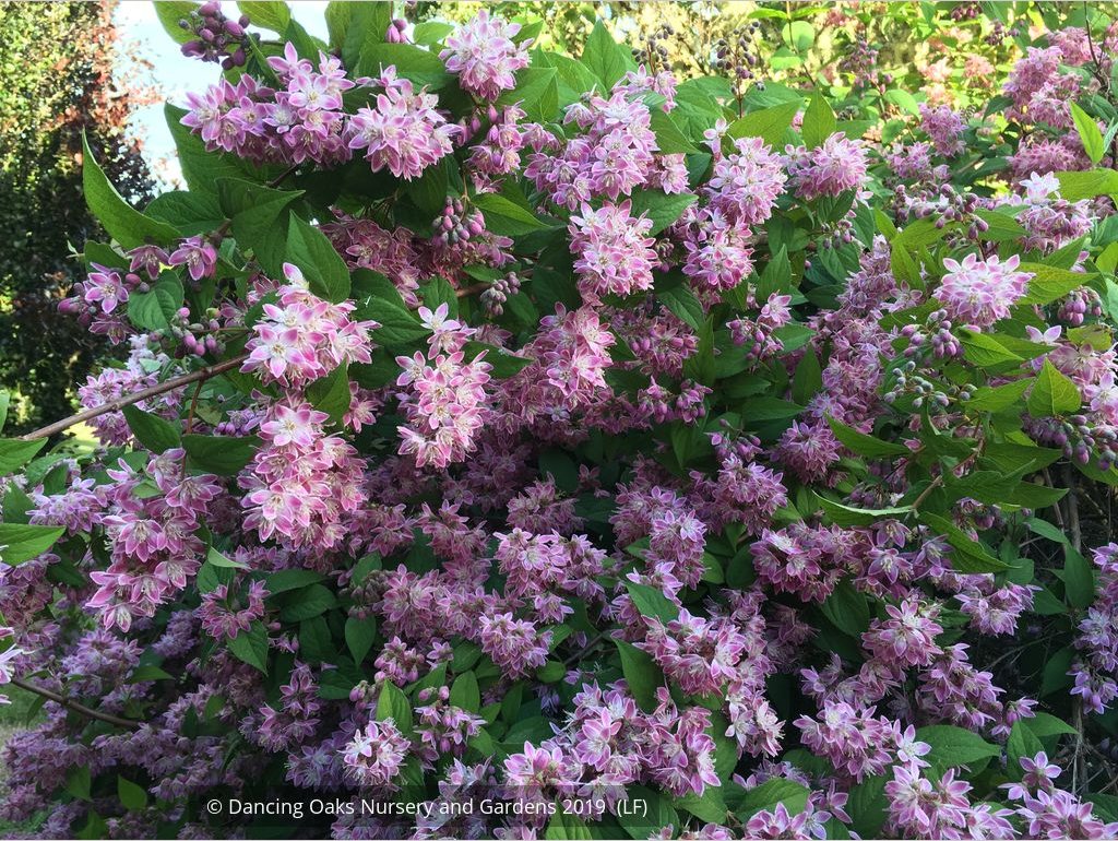 Shrubs ~ Deutzia 'Magicien' ~ Dancing Oaks Nursery and Gardens ~ Retail Nursery ~ Mail Order Nursery