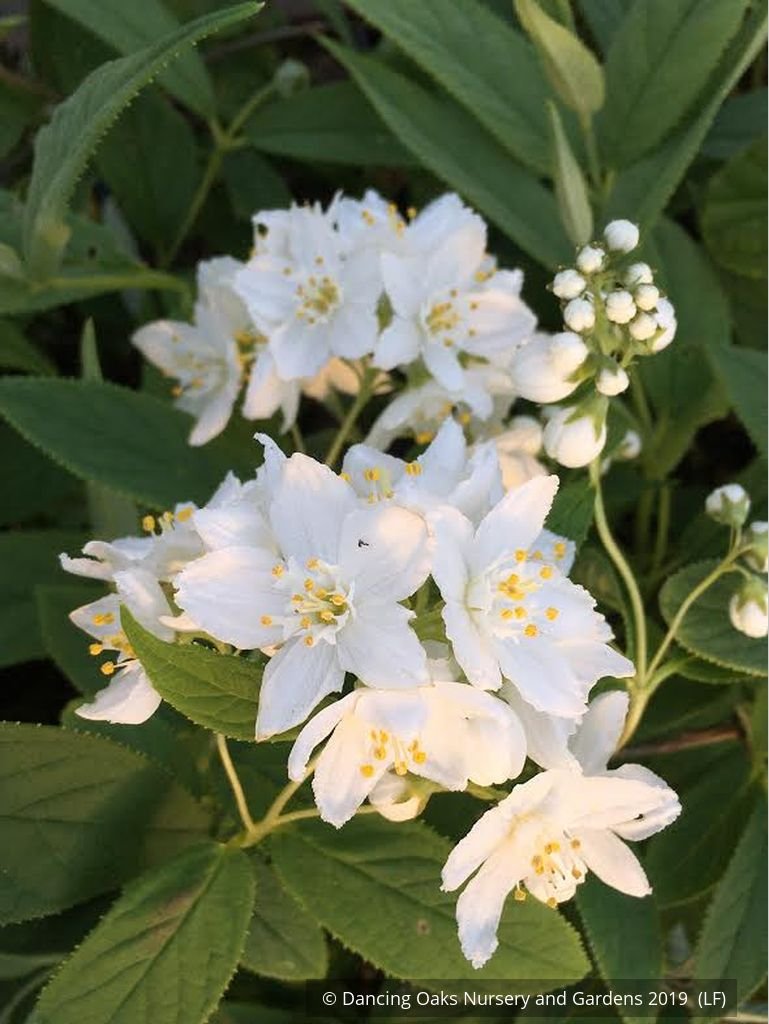 Shrubs ~ Deutzia aff. discolor DJHH 14112, Hubei Province Deutzia ~ Dancing Oaks Nursery and Gardens ~ Retail Nursery ~ Mail Order Nursery