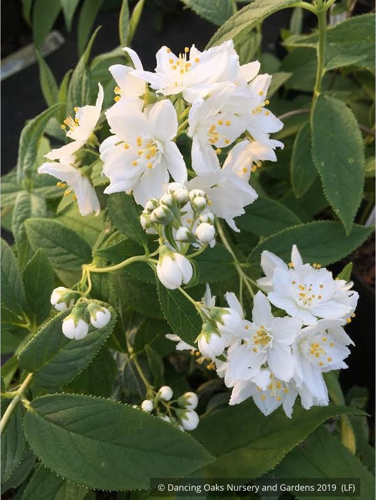 Shrubs ~ Deutzia aff. discolor DJHH 14112, Hubei Province Deutzia ~ Dancing Oaks Nursery and Gardens ~ Retail Nursery ~ Mail Order Nursery
