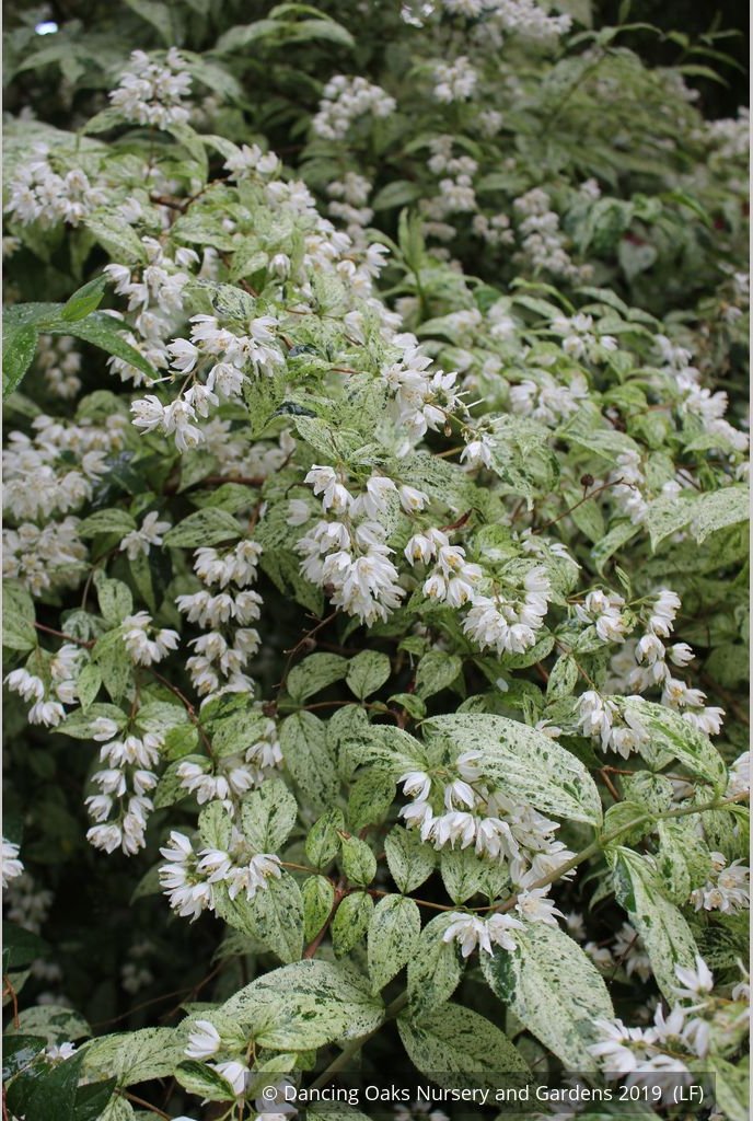 Shrubs ~ Deutzia scabra 'Variegata', Fuzzy Deutzia ~ Dancing Oaks Nursery and Gardens ~ Retail Nursery ~ Mail Order Nursery