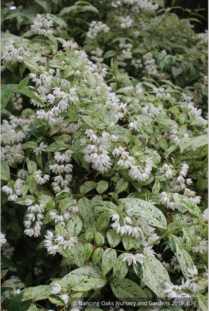 Shrubs ~ Deutzia scabra 'Variegata', Fuzzy Deutzia ~ Dancing Oaks Nursery and Gardens ~ Retail Nursery ~ Mail Order Nursery