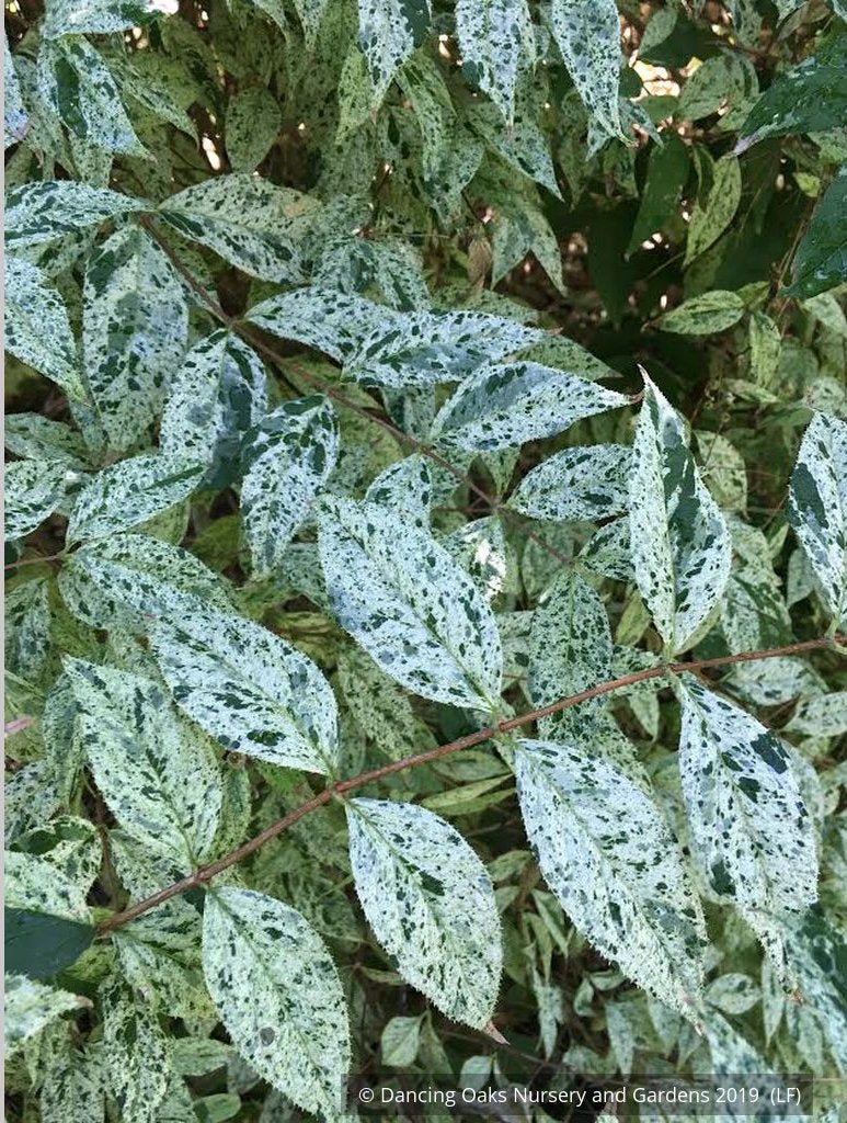 Shrubs ~ Deutzia scabra 'Variegata', Fuzzy Deutzia ~ Dancing Oaks Nursery and Gardens ~ Retail Nursery ~ Mail Order Nursery