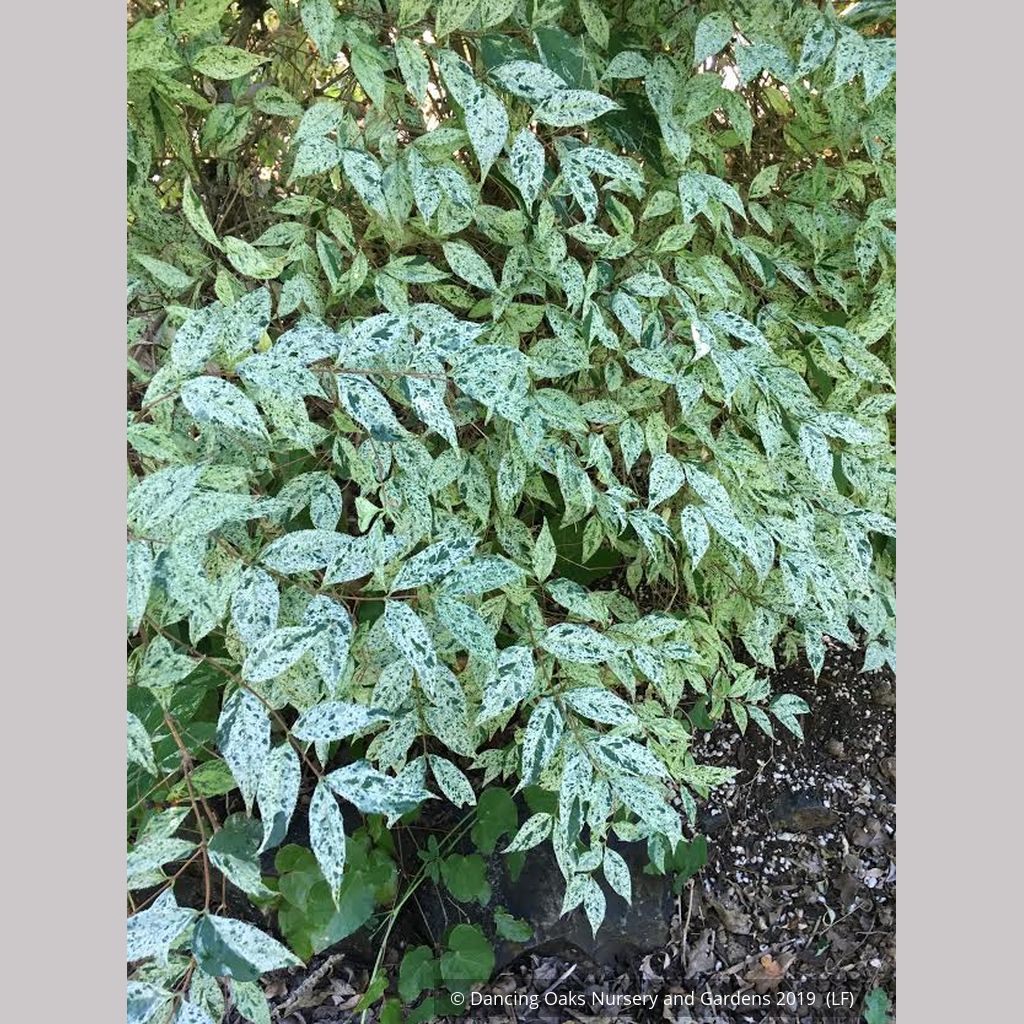 Shrubs ~ Deutzia scabra 'Variegata', Fuzzy Deutzia ~ Dancing Oaks Nursery and Gardens ~ Retail Nursery ~ Mail Order Nursery
