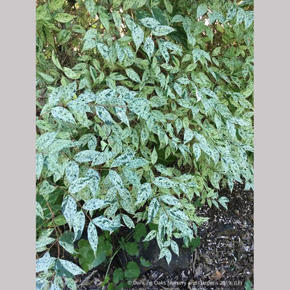 Shrubs ~ Deutzia scabra 'Variegata', Fuzzy Deutzia ~ Dancing Oaks Nursery and Gardens ~ Retail Nursery ~ Mail Order Nursery