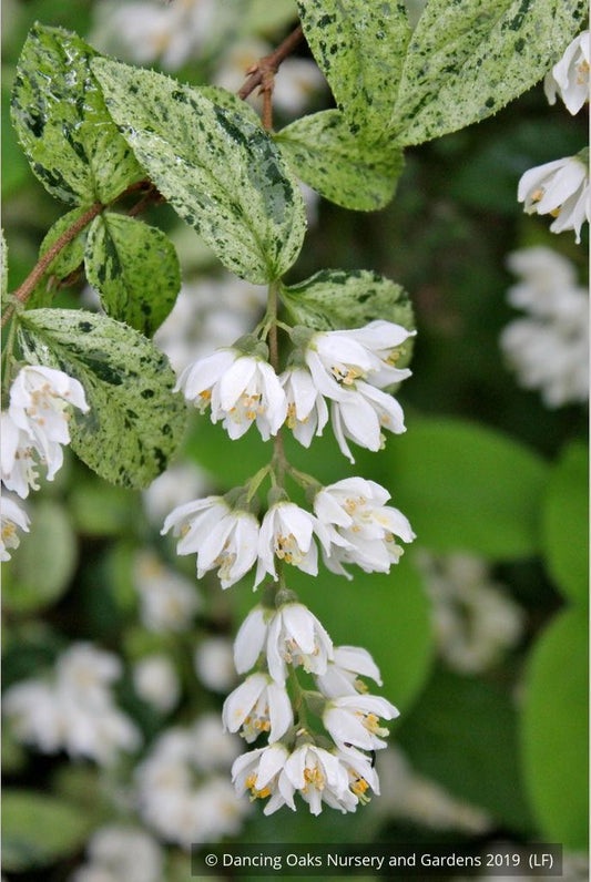 Shrubs ~ Deutzia scabra 'Variegata', Fuzzy Deutzia ~ Dancing Oaks Nursery and Gardens ~ Retail Nursery ~ Mail Order Nursery