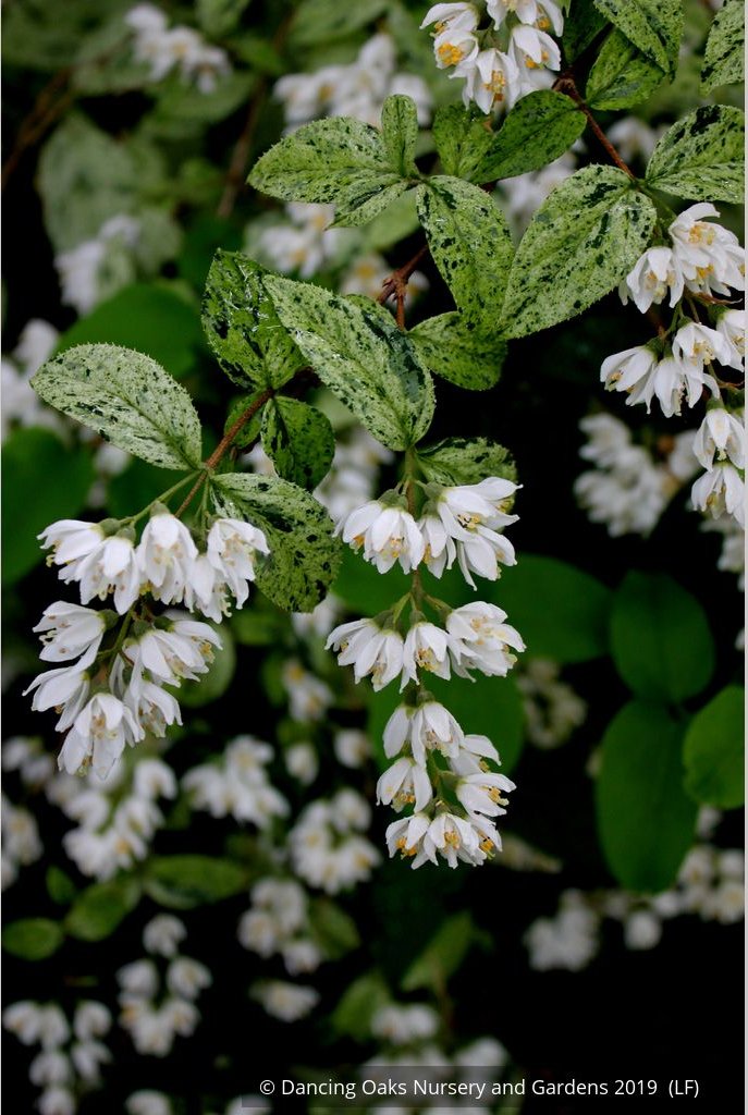 Shrubs ~ Deutzia scabra 'Variegata', Fuzzy Deutzia ~ Dancing Oaks Nursery and Gardens ~ Retail Nursery ~ Mail Order Nursery