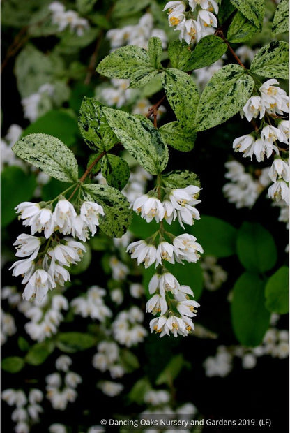 Shrubs ~ Deutzia scabra 'Variegata', Fuzzy Deutzia ~ Dancing Oaks Nursery and Gardens ~ Retail Nursery ~ Mail Order Nursery