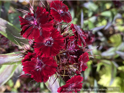 Dianthus barbatus 'Heart Attack', Sweet William