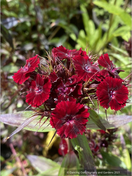 Dianthus barbatus 'Heart Attack', Sweet William