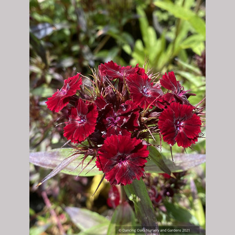 Dianthus barbatus 'Heart Attack', Sweet William