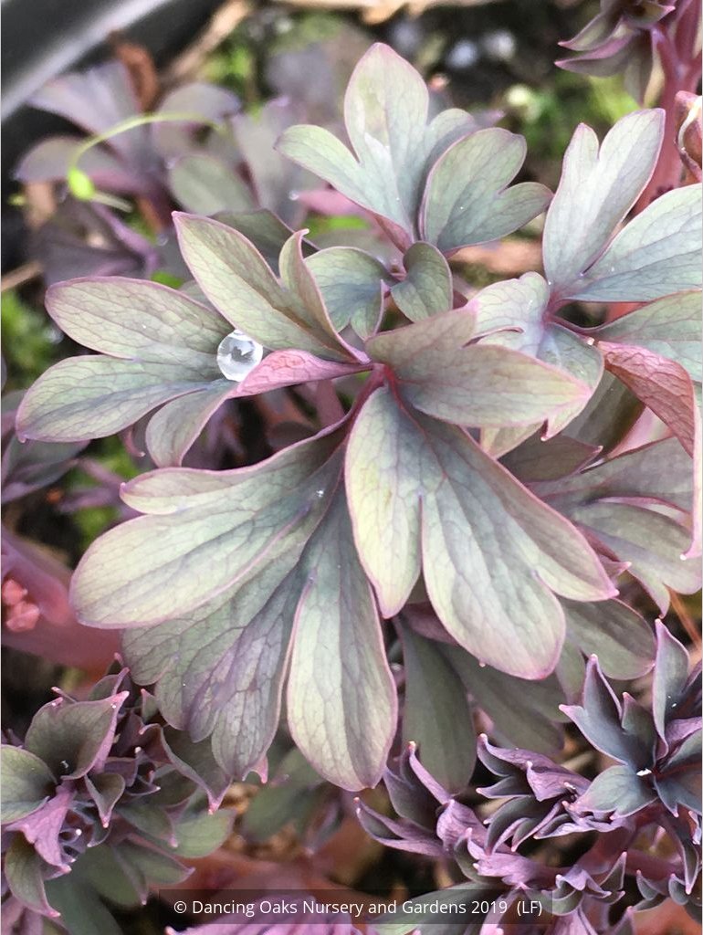 Perennials ~ Lamprocapnos (syn. Dicentra ) spectabilis 'Valentine' PPAF, Valentine Bleeding Heart ~ Dancing Oaks Nursery and Gardens ~ Retail Nursery ~ Mail Order Nursery