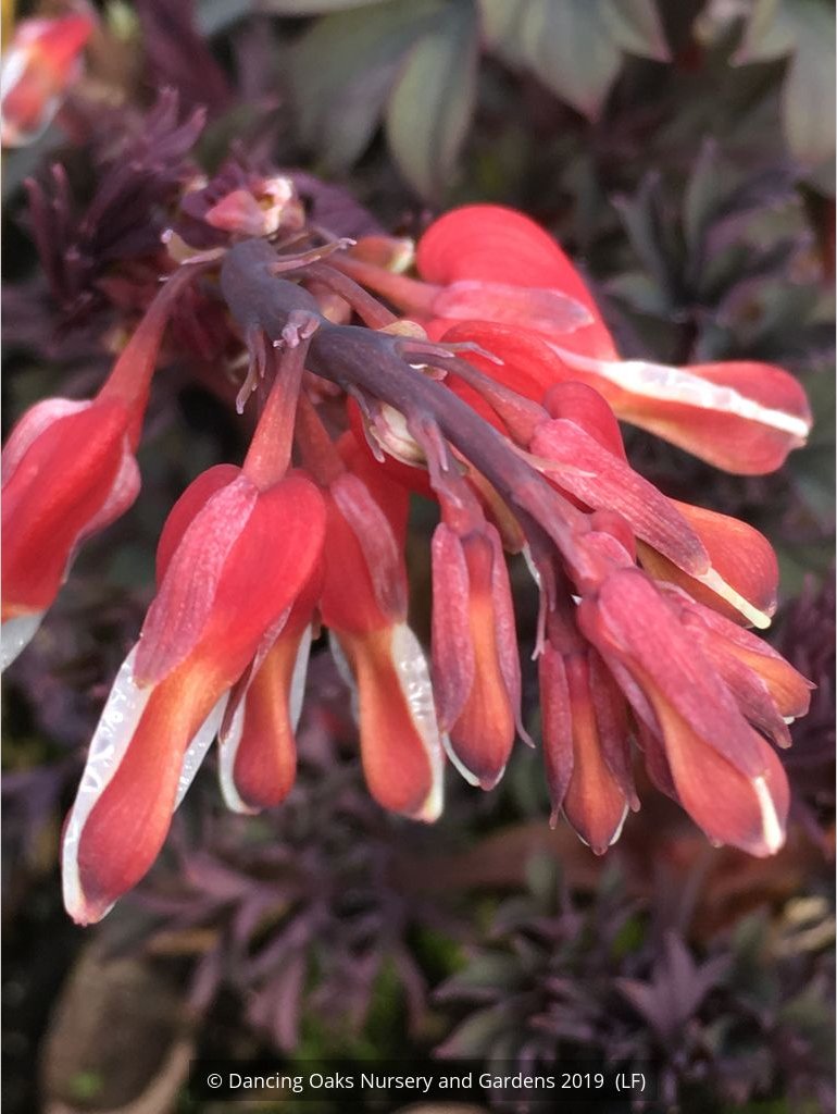 Perennials ~ Lamprocapnos (syn. Dicentra ) spectabilis 'Valentine' PPAF, Valentine Bleeding Heart ~ Dancing Oaks Nursery and Gardens ~ Retail Nursery ~ Mail Order Nursery