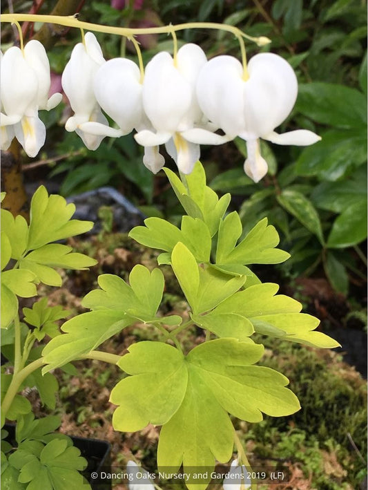 Perennials ~ Lamprocapnos (syn. Dicentra) spectabilis 'White Gold' PPAF, Bleeding Heart ~ Dancing Oaks Nursery and Gardens ~ Retail Nursery ~ Mail Order Nursery