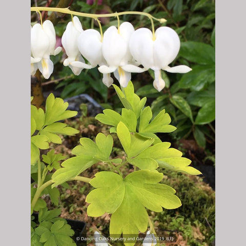 Perennials ~ Lamprocapnos (syn. Dicentra) spectabilis 'White Gold' PPAF, Bleeding Heart ~ Dancing Oaks Nursery and Gardens ~ Retail Nursery ~ Mail Order Nursery