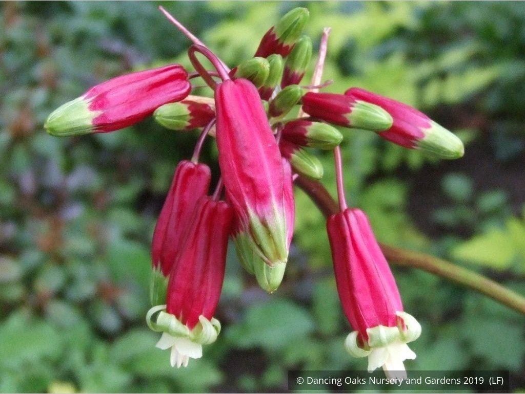 Bulbs & Tubers ~ Dichelostemma ida-maia (syn. Brodiaea coccinea), Firecracker Flower ~ Dancing Oaks Nursery and Gardens ~ Retail Nursery ~ Mail Order Nursery