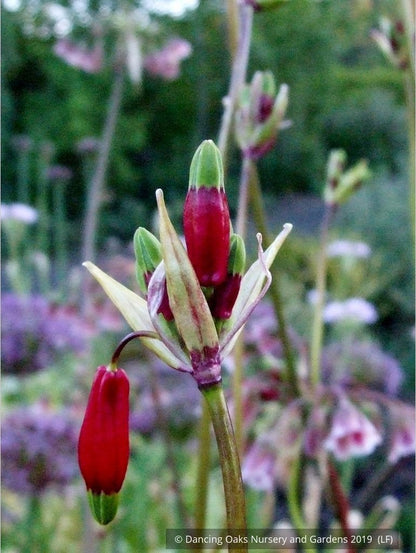 Bulbs & Tubers ~ Dichelostemma ida-maia (syn. Brodiaea coccinea), Firecracker Flower ~ Dancing Oaks Nursery and Gardens ~ Retail Nursery ~ Mail Order Nursery