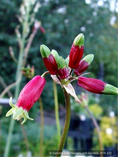 Bulbs & Tubers ~ Dichelostemma ida-maia (syn. Brodiaea coccinea), Firecracker Flower ~ Dancing Oaks Nursery and Gardens ~ Retail Nursery ~ Mail Order Nursery