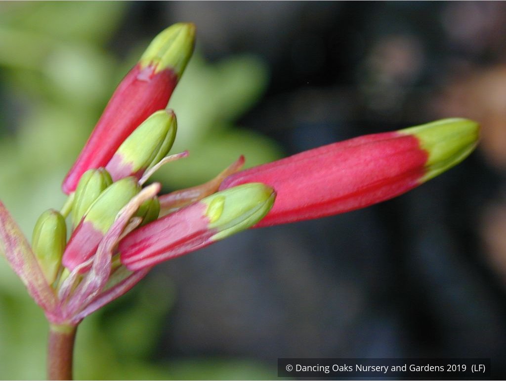 Bulbs & Tubers ~ Dichelostemma ida-maia (syn. Brodiaea coccinea), Firecracker Flower ~ Dancing Oaks Nursery and Gardens ~ Retail Nursery ~ Mail Order Nursery