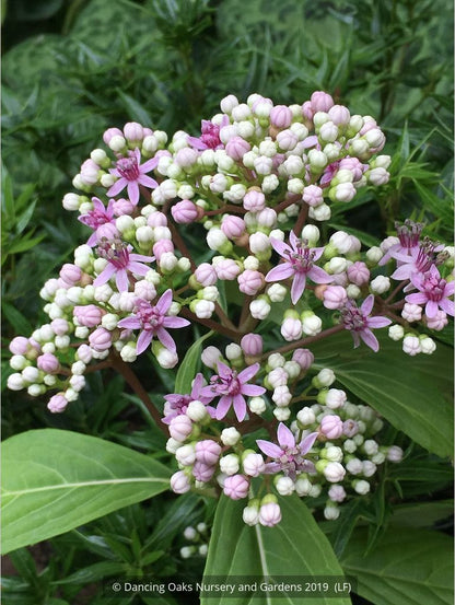 Shrubs ~ Dichroa febrifuga, Chinese Quinine ~ Dancing Oaks Nursery and Gardens ~ Retail Nursery ~ Mail Order Nursery