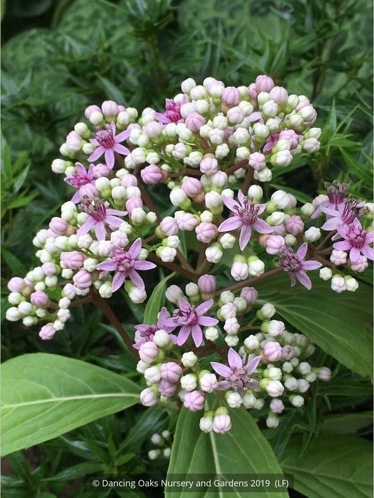 Shrubs ~ Dichroa febrifuga, Chinese Quinine ~ Dancing Oaks Nursery and Gardens ~ Retail Nursery ~ Mail Order Nursery