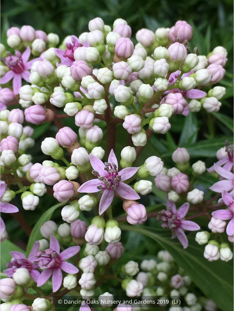 Shrubs ~ Dichroa febrifuga, Chinese Quinine ~ Dancing Oaks Nursery and Gardens ~ Retail Nursery ~ Mail Order Nursery