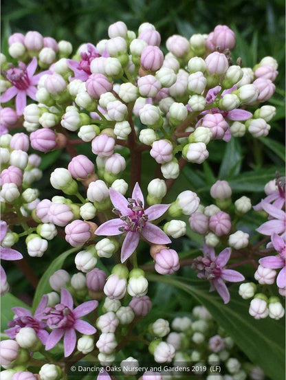 Shrubs ~ Dichroa febrifuga, Chinese Quinine ~ Dancing Oaks Nursery and Gardens ~ Retail Nursery ~ Mail Order Nursery